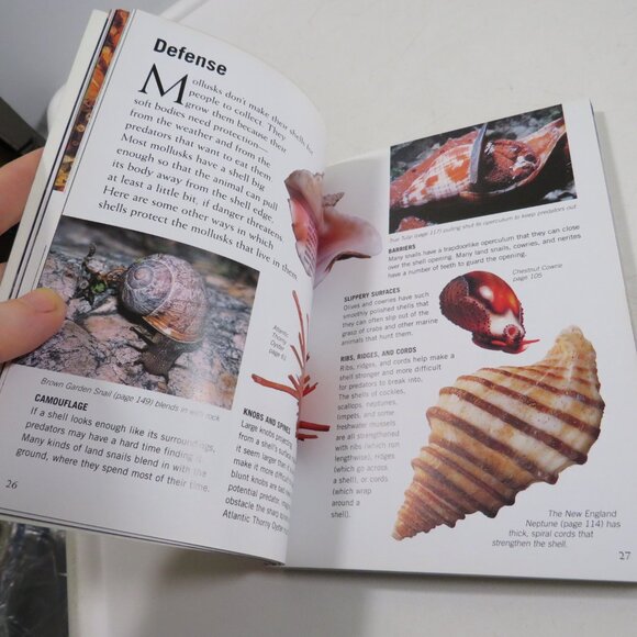 Sea Shells First Field Guide National Audubon Society 2000 LIKE NEW - Picture 11 of 15
